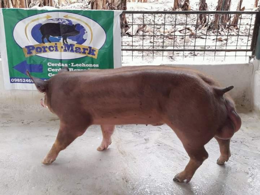 Pietrain Duroc