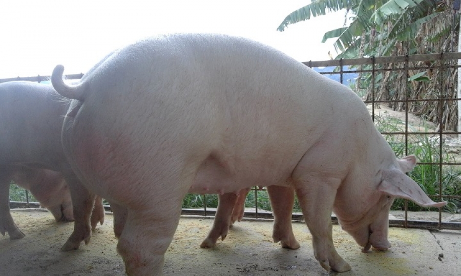 Cerdas Madres Porcimark